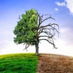 Climate change withered tree and dry earth.