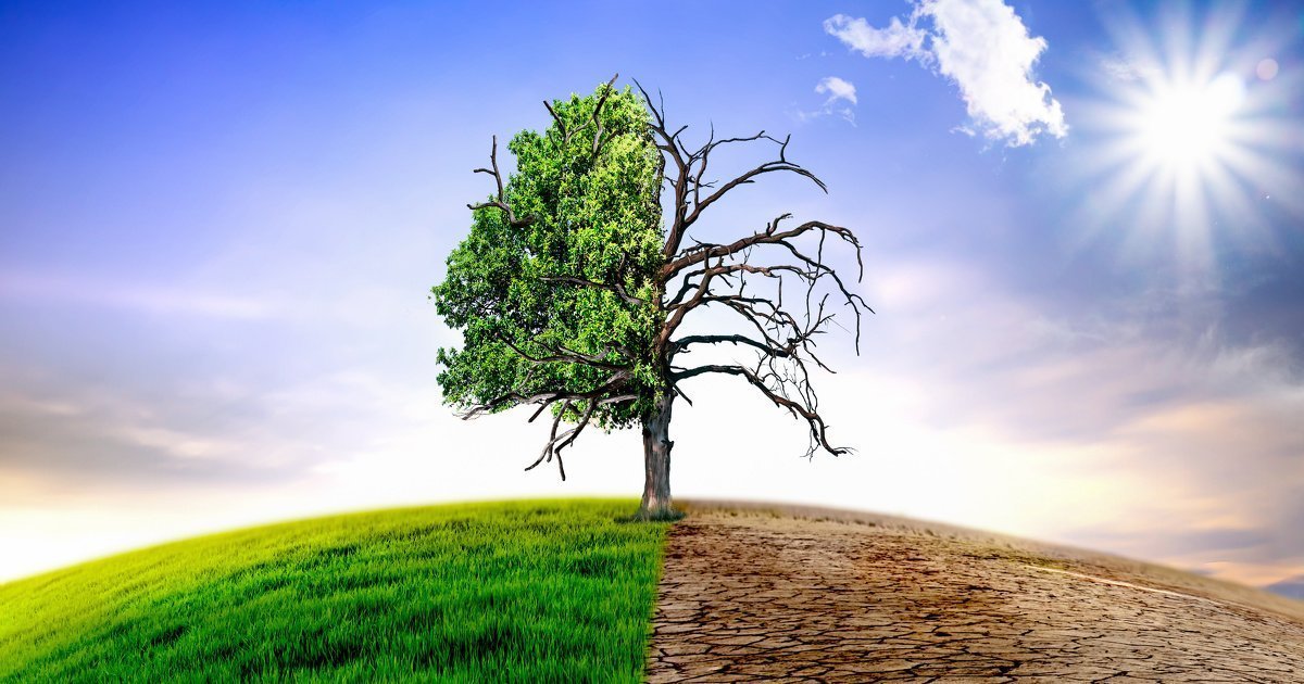 Climate change withered tree and dry earth.